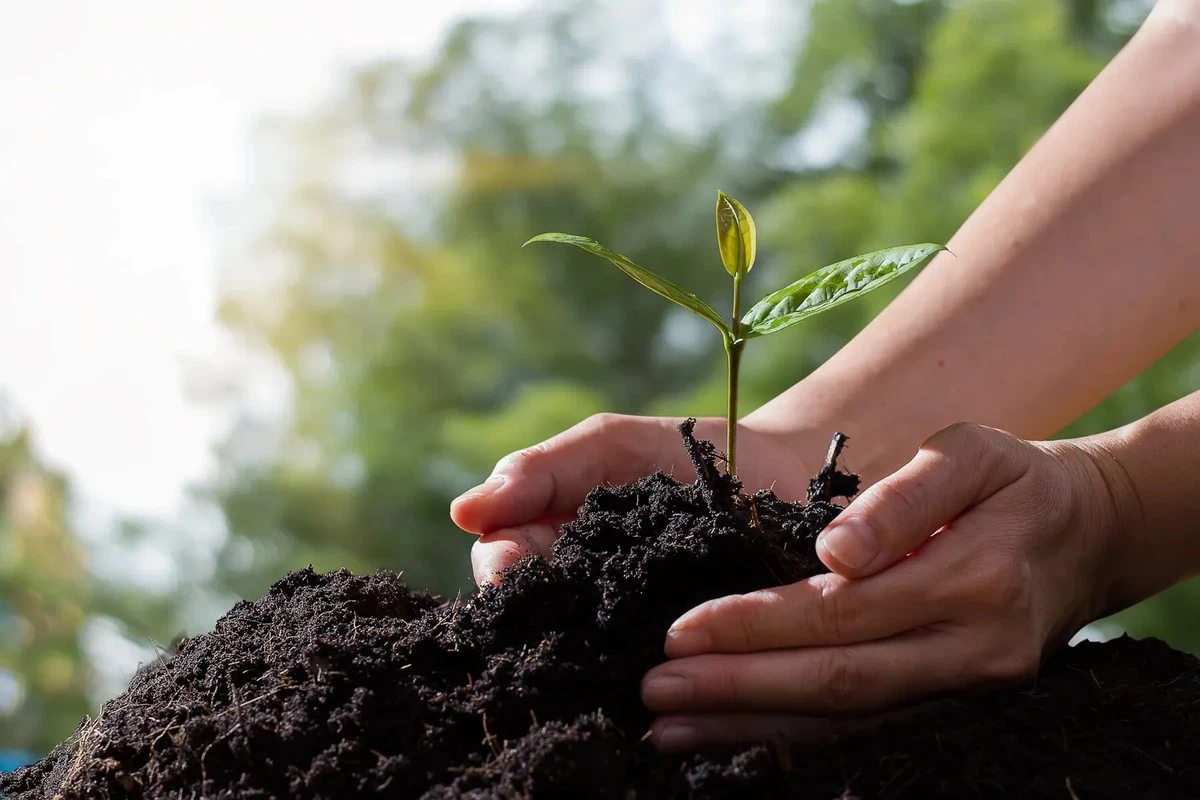 Sembra que la primavera ya está aquí: qué plantas vale la pena sembrar tan pronto como la nieve se derrita y cómo prepararse para ello