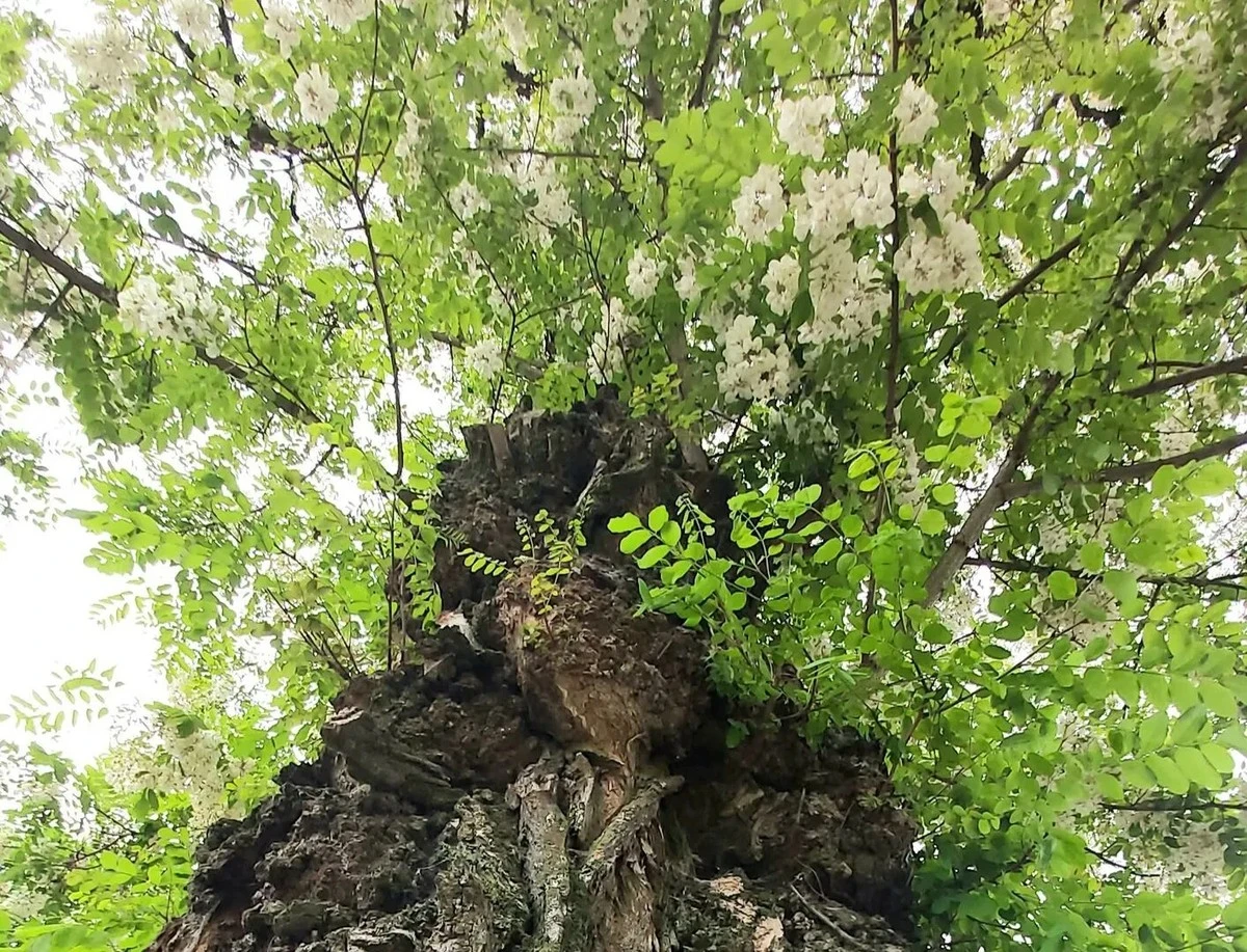 ¿Por qué los árboles invasores siguen creciendo en invierno y cómo frenar su expansión?