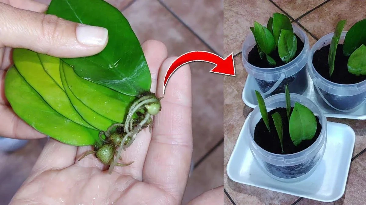 La raíz de tu Zamioculcas está hecha, pero aún no hay brotes? Descubre por qué y cuándo no preocuparte