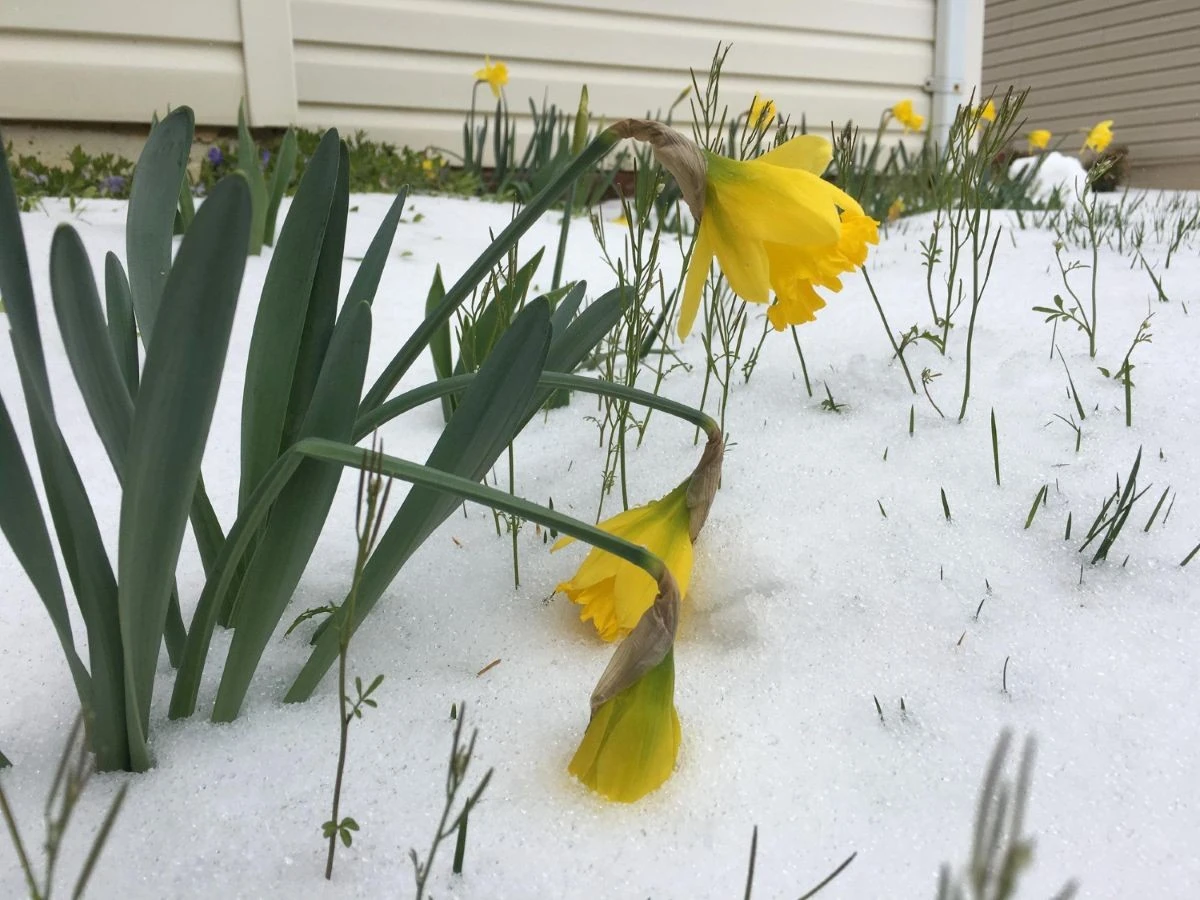 Anticiclón en camino: el febrero de Lituania podría dar un giro drástico