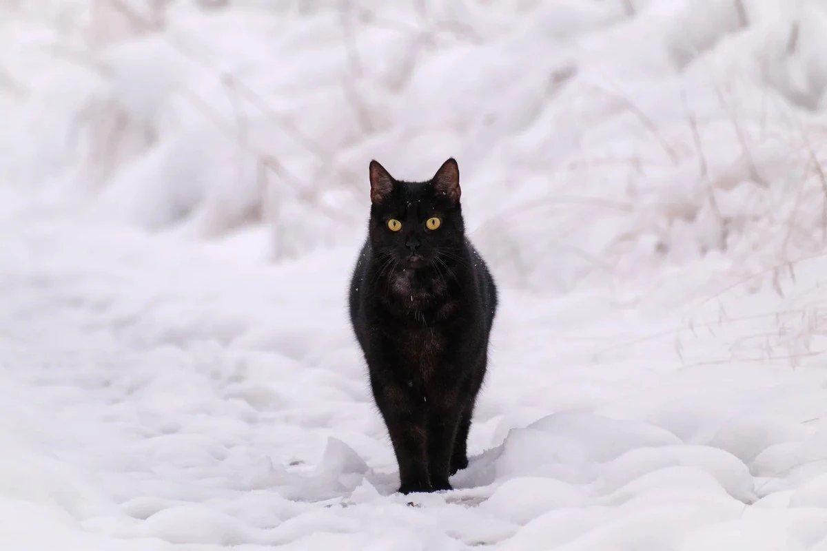 ¿Febrero cubrirá Lituania de nieve y marzo traerá un invierno prolongado? Predicciones sorprendentes