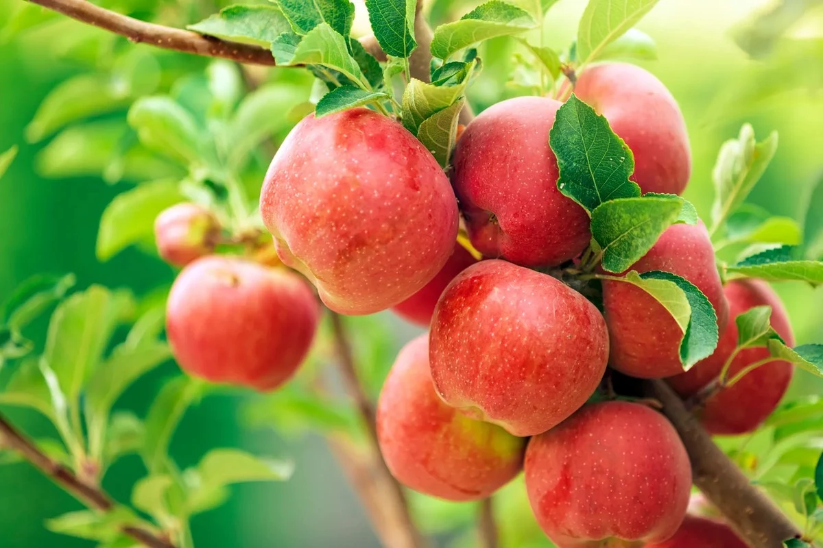 Potencia tus manzanos con este elixir de primavera: un secreto para cosechas abundantes