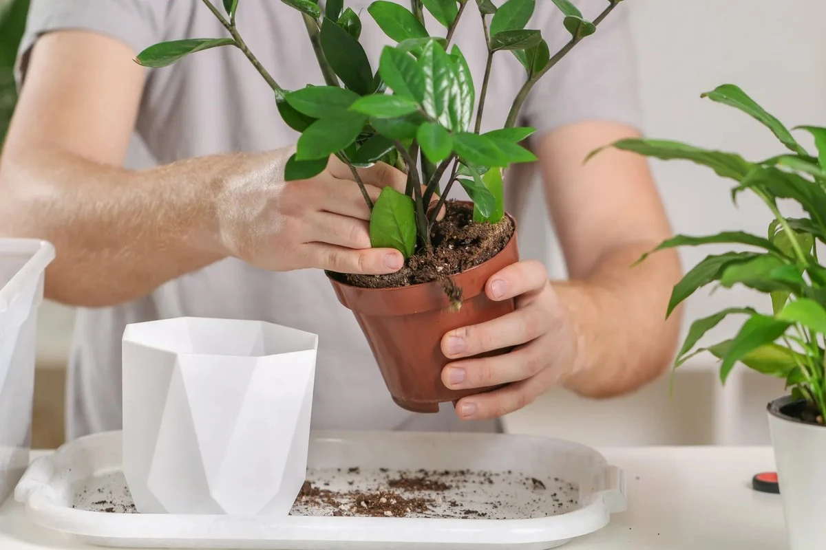 Por qué tu planta de zamioculca dejó de crecer: el error que casi todos cometen