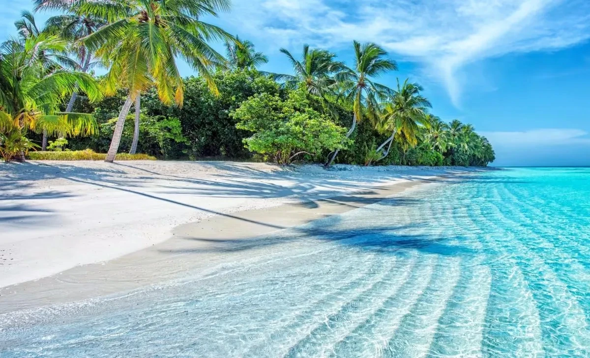 Los océanos que crearon nuestro aire: la verdad oculta detrás de las selvas