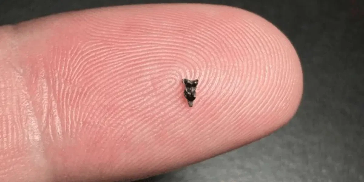 Descubren dientes milimétricos que reescriben la historia de nuestros ancestros