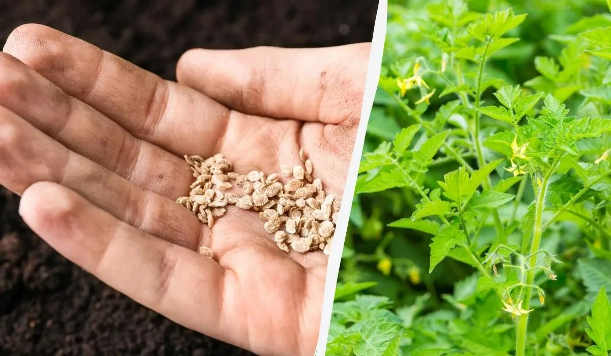 3 errores de principiante que impiden germinar tus semillas