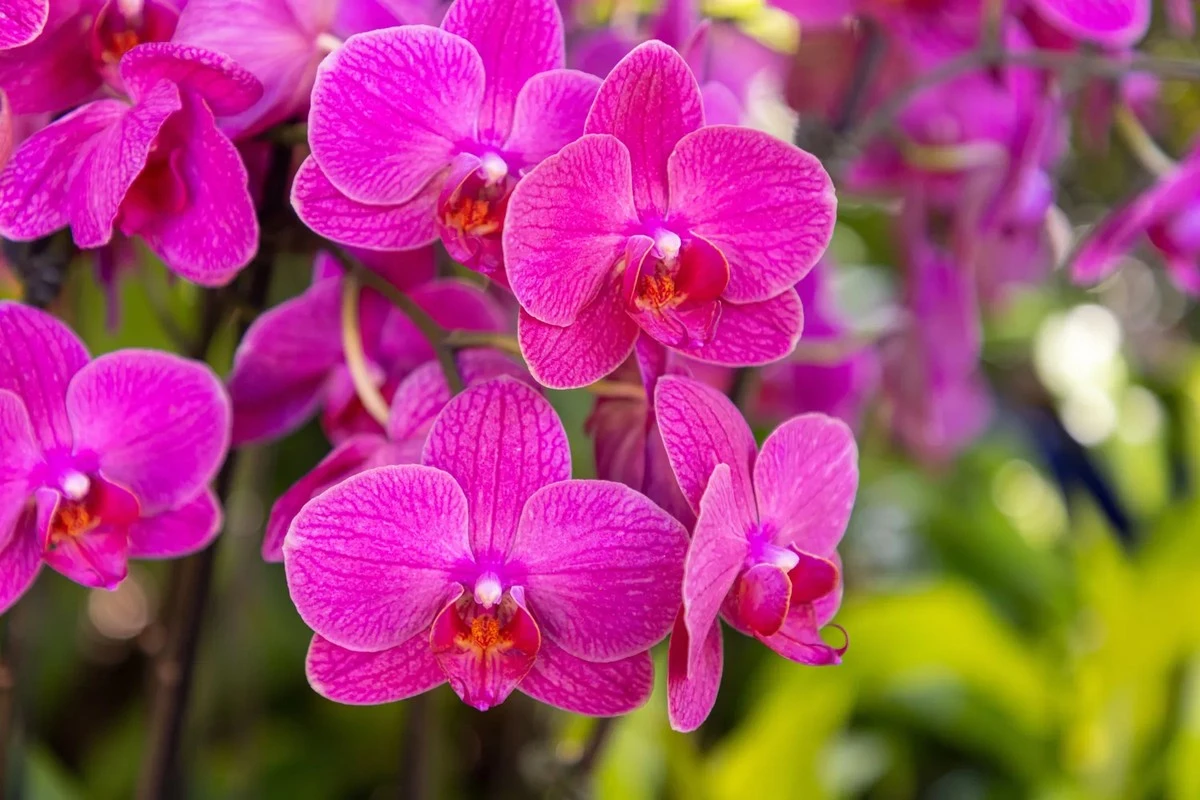 Por qué tu orquídea se niega a florecer: los detalles que arruinan la floración