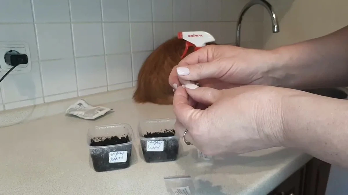 El método del abuelo: siembra semillas diminutas en 5 pasos y ve brotes en 3 días