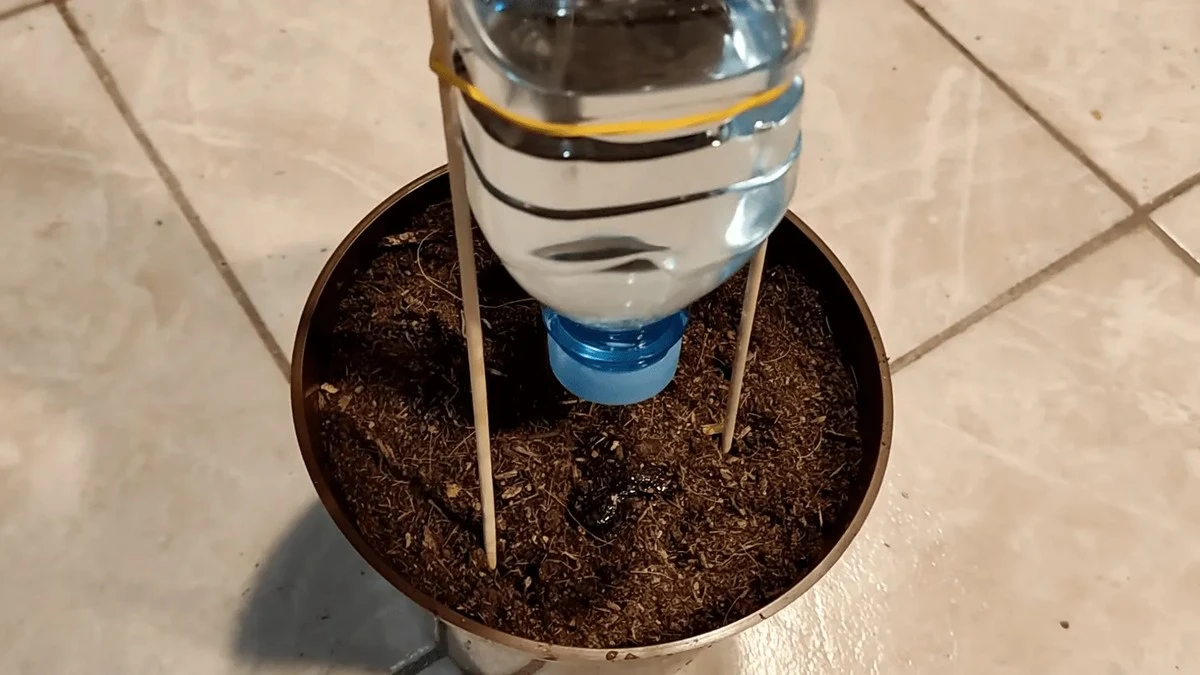 El truco secreto del algodón: la idea genial para regar tus plantas que los jardineros aman