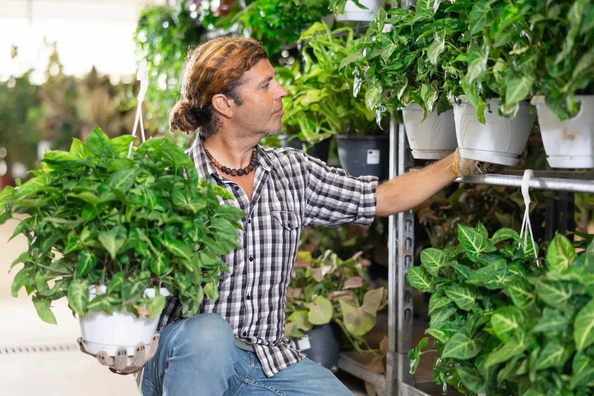 Jardines en miniatura: por qué la mayoría de las plantas de supermercado causan daño ambiental