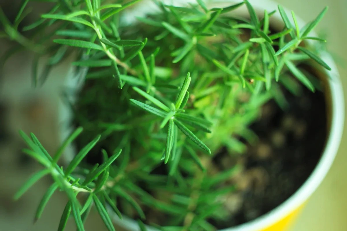 romero natural beneficios hogar memoria cabello