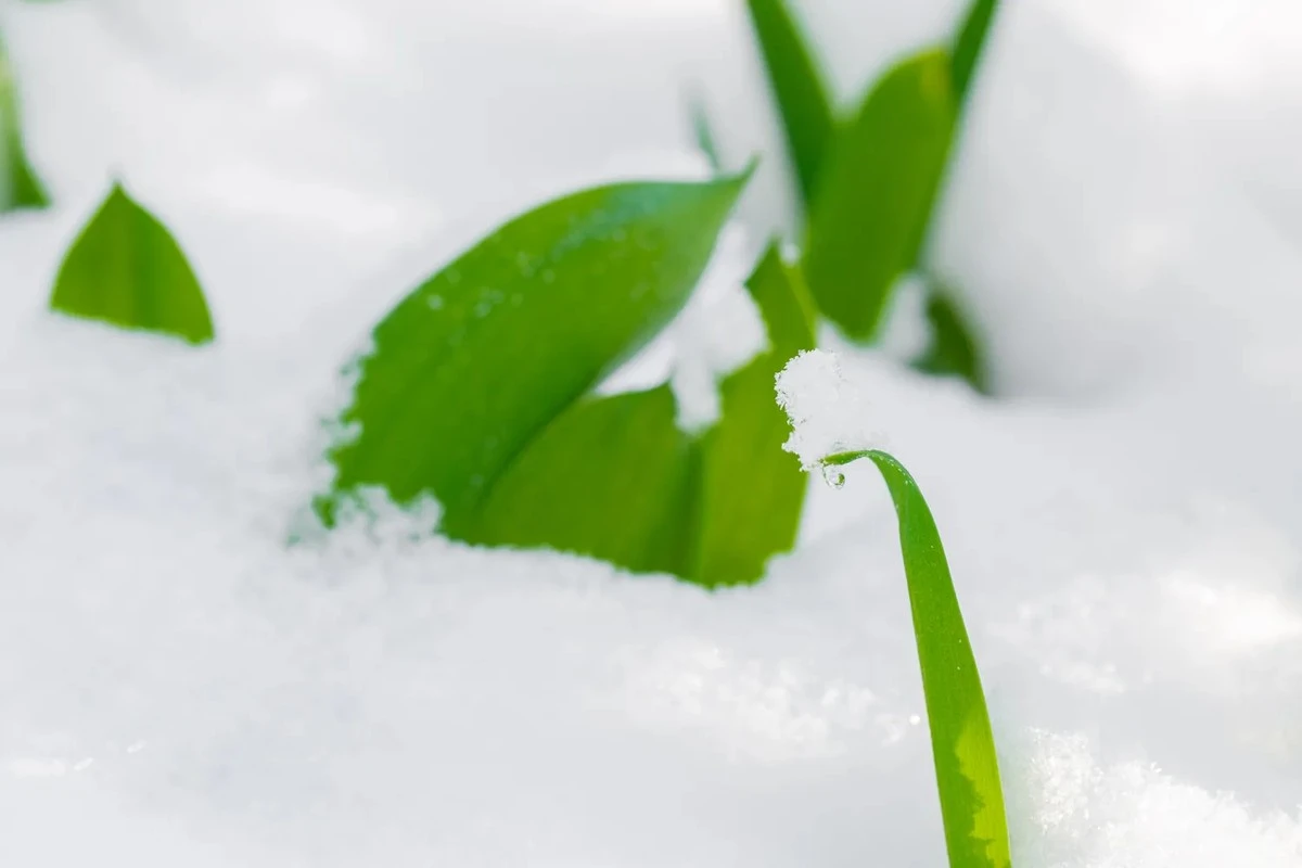 Falso, así se sienten los primeros días de primavera en los países bálticos, según un naturalista