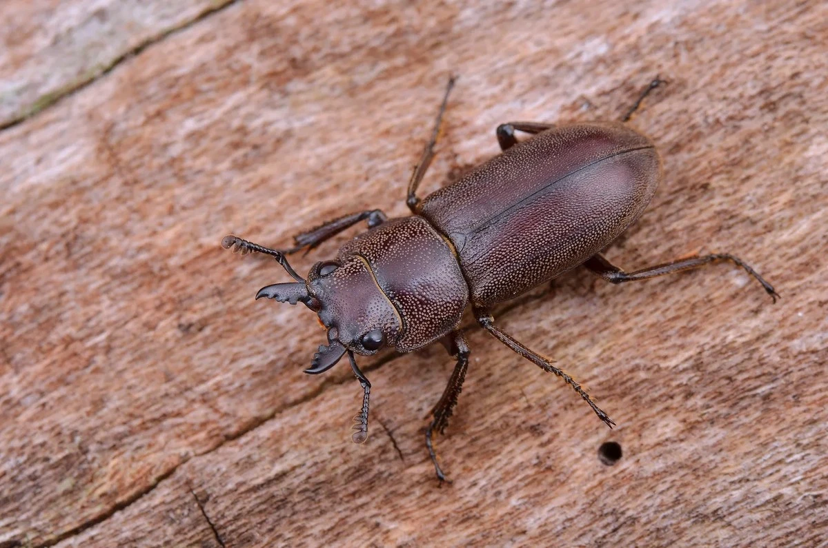 Elimina las larvas de gallinazo este febrero y salva tu jardín sin químicos agresivos