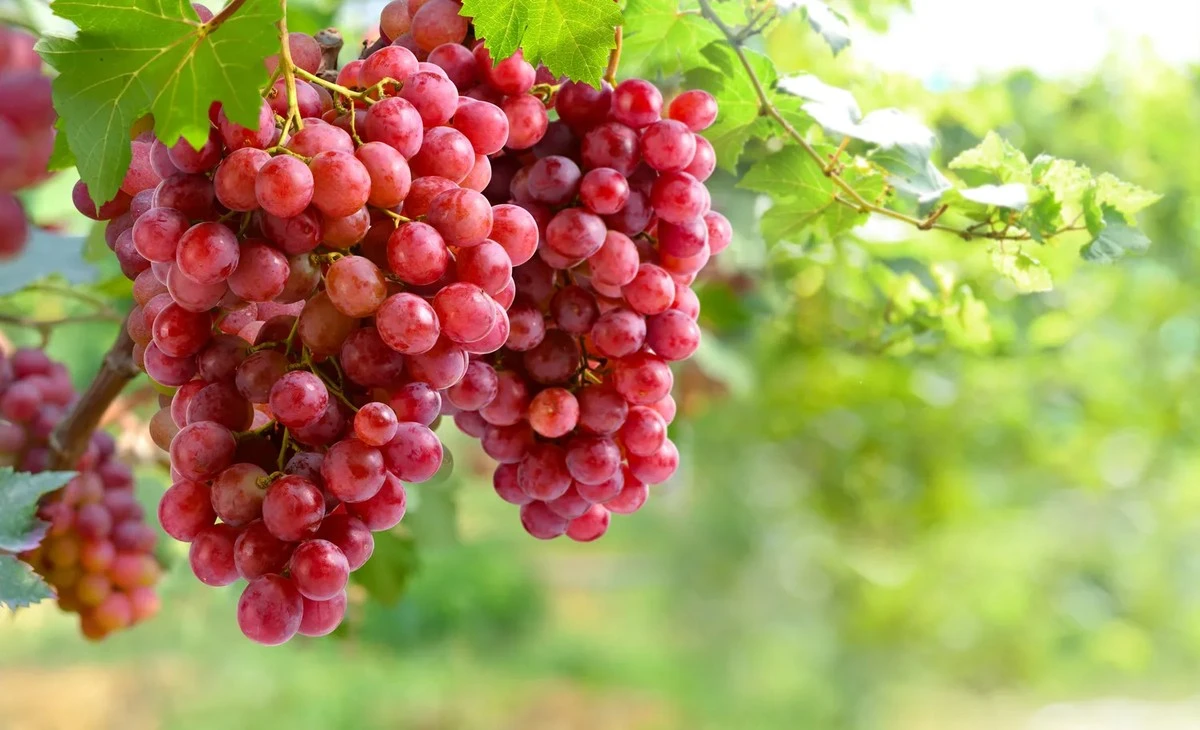 3 errores fatales al cultivar uvas que arruinarán tu cosecha
