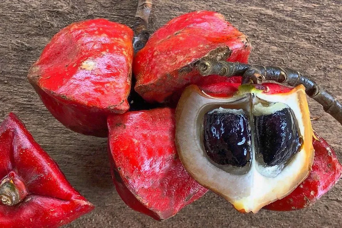 El fruto africano 3,000 veces más dulce que el azúcar y seguro para diabéticos