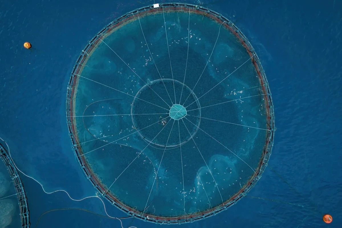 Por qué algunos países la prohibieron pero tú sigues poniéndola en tu plato: el salmón de piscifactoría genera dudas