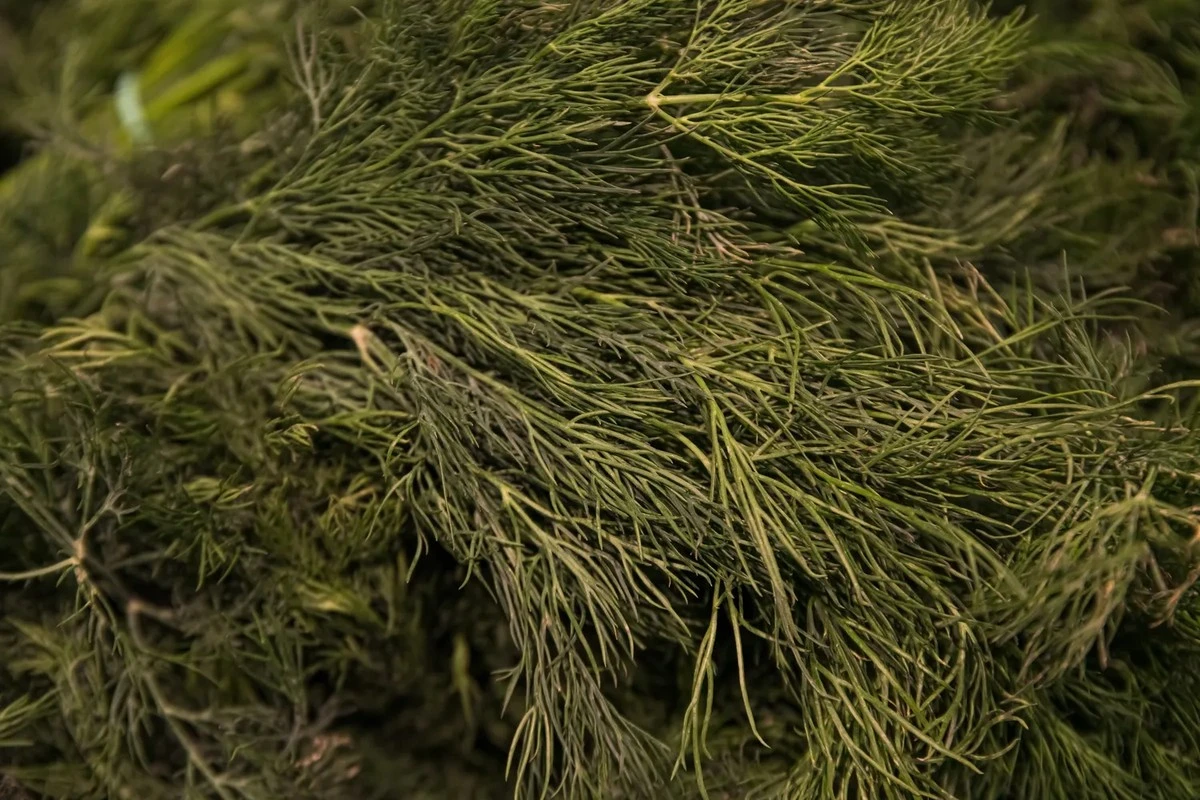 Peligro en tu mesa: 3 toneladas de hierbas incautadas en Letonia por contener venenos prohibidos