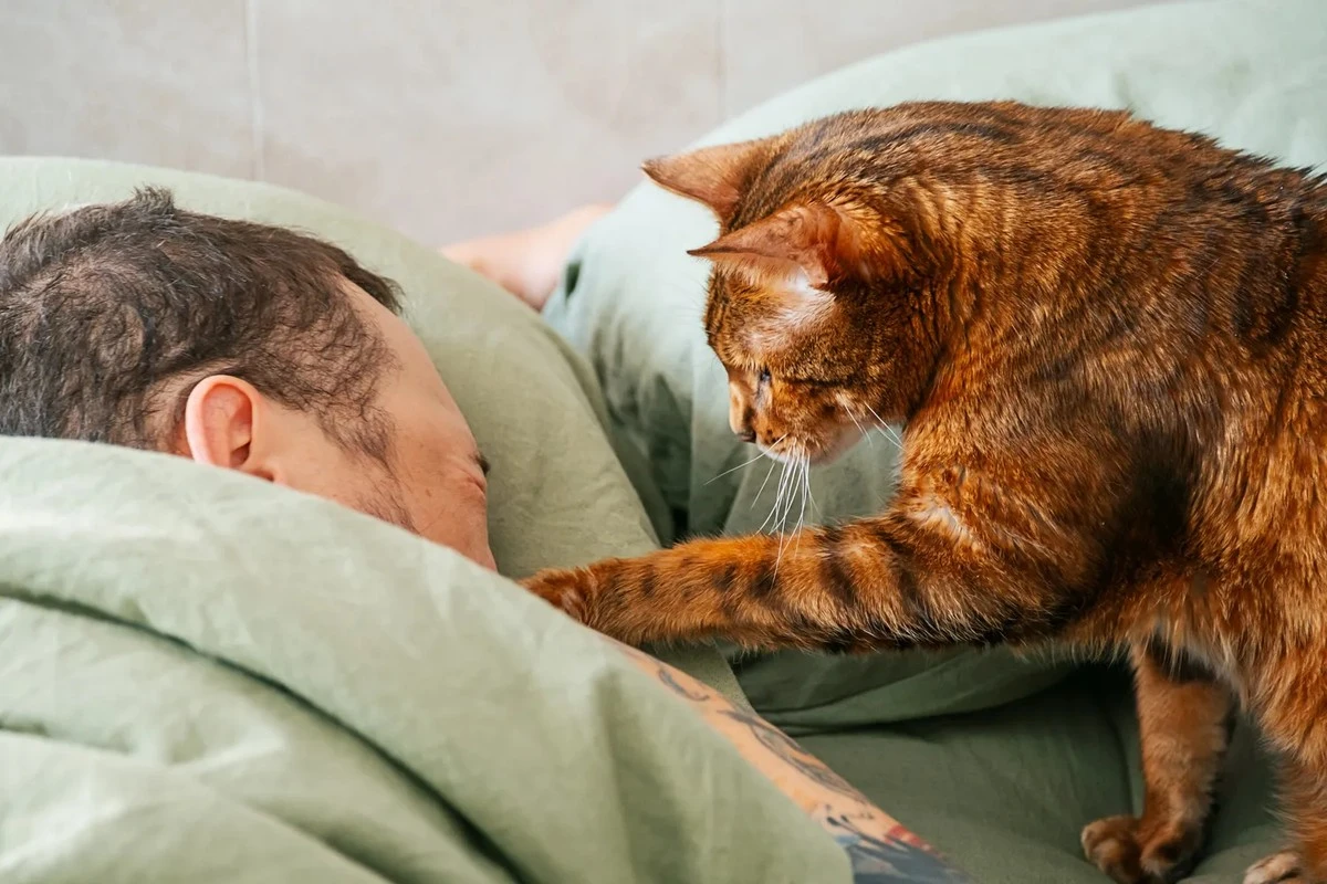 Por qué tu gato te toca con la pata pero no te deja tocar la suya: La verdad detrás del gesto