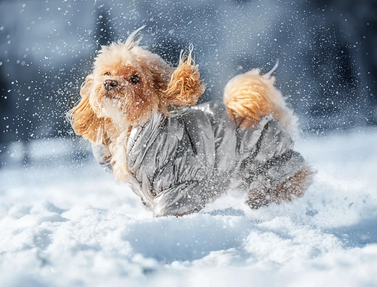 El anticiclón se retira, pero el frío extremo regresa a España: advierten de temperaturas de hasta -20°C
