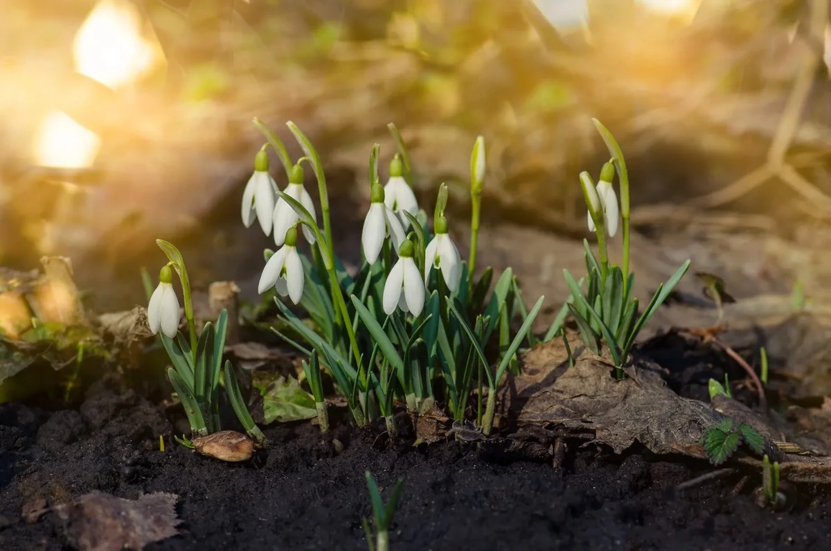 El invierno se niega a irse: la fecha exacta en que llegará el calor primaveral