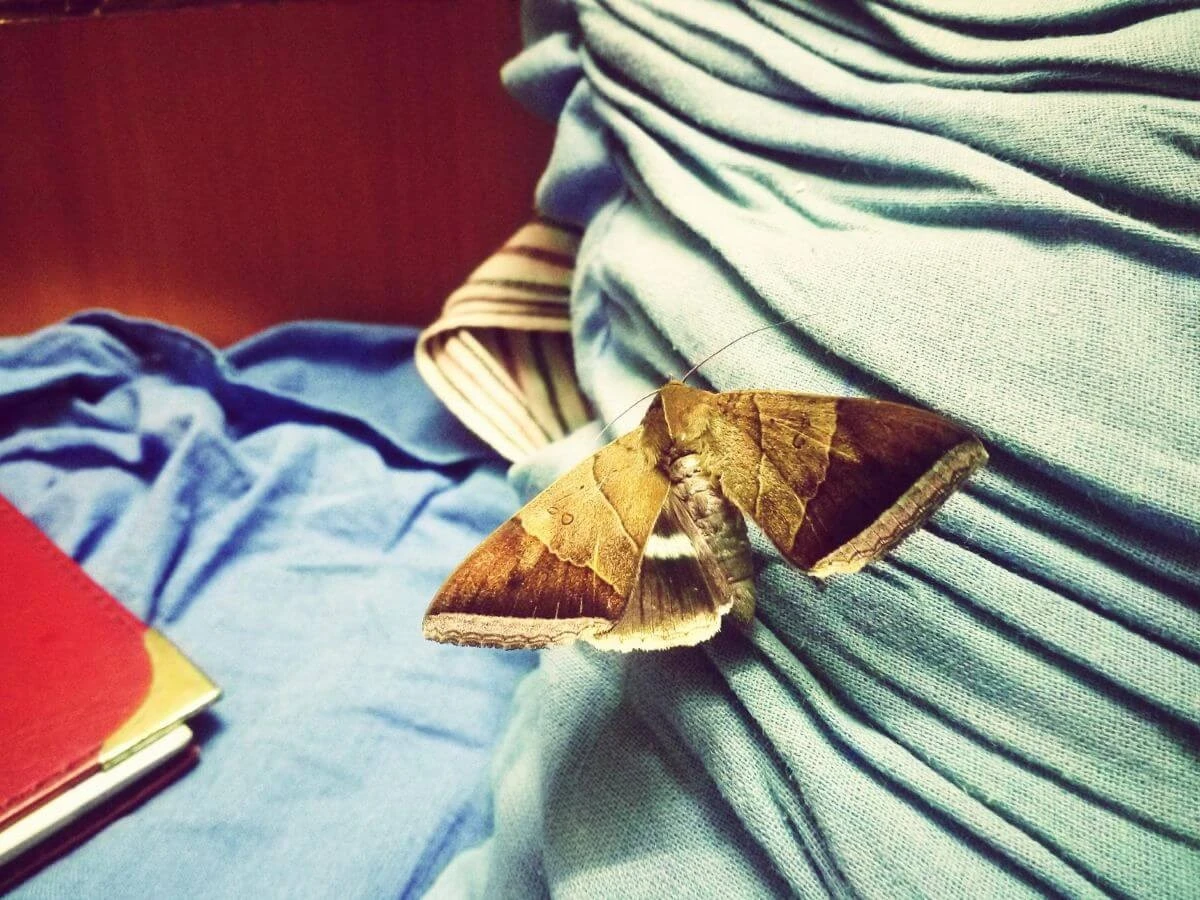 El secreto de los armarios: un aceite esencial para ahuyentar a las polillas para siempre