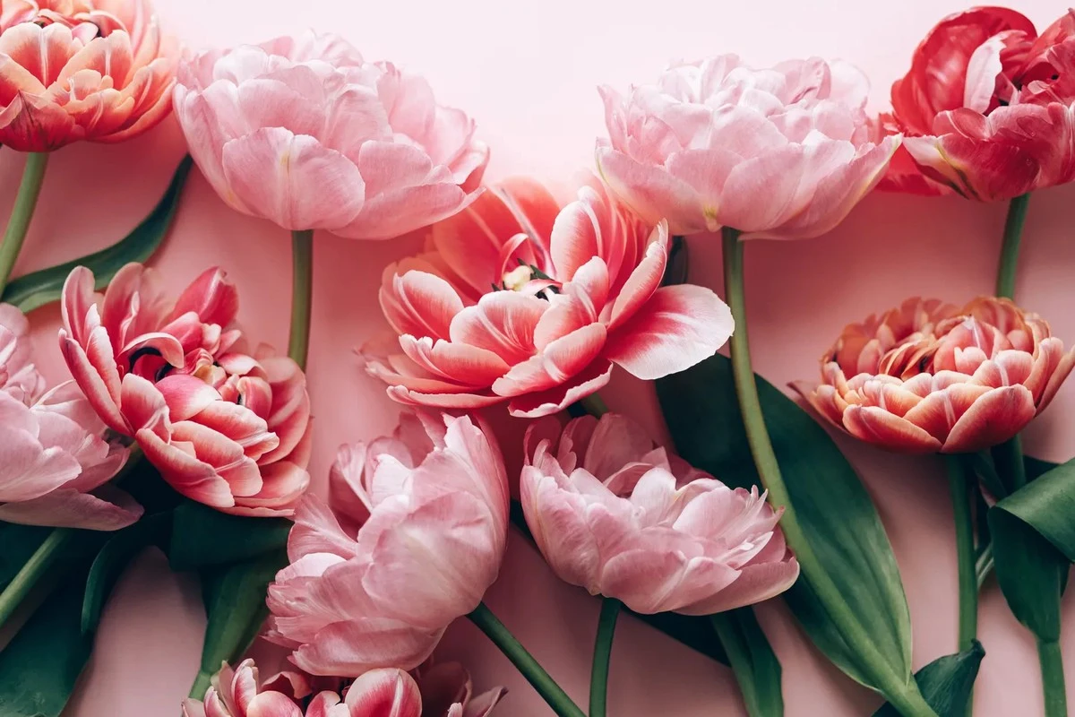 Flores para el 8 de marzo: Cómo elegir un ramo que realmente agrade