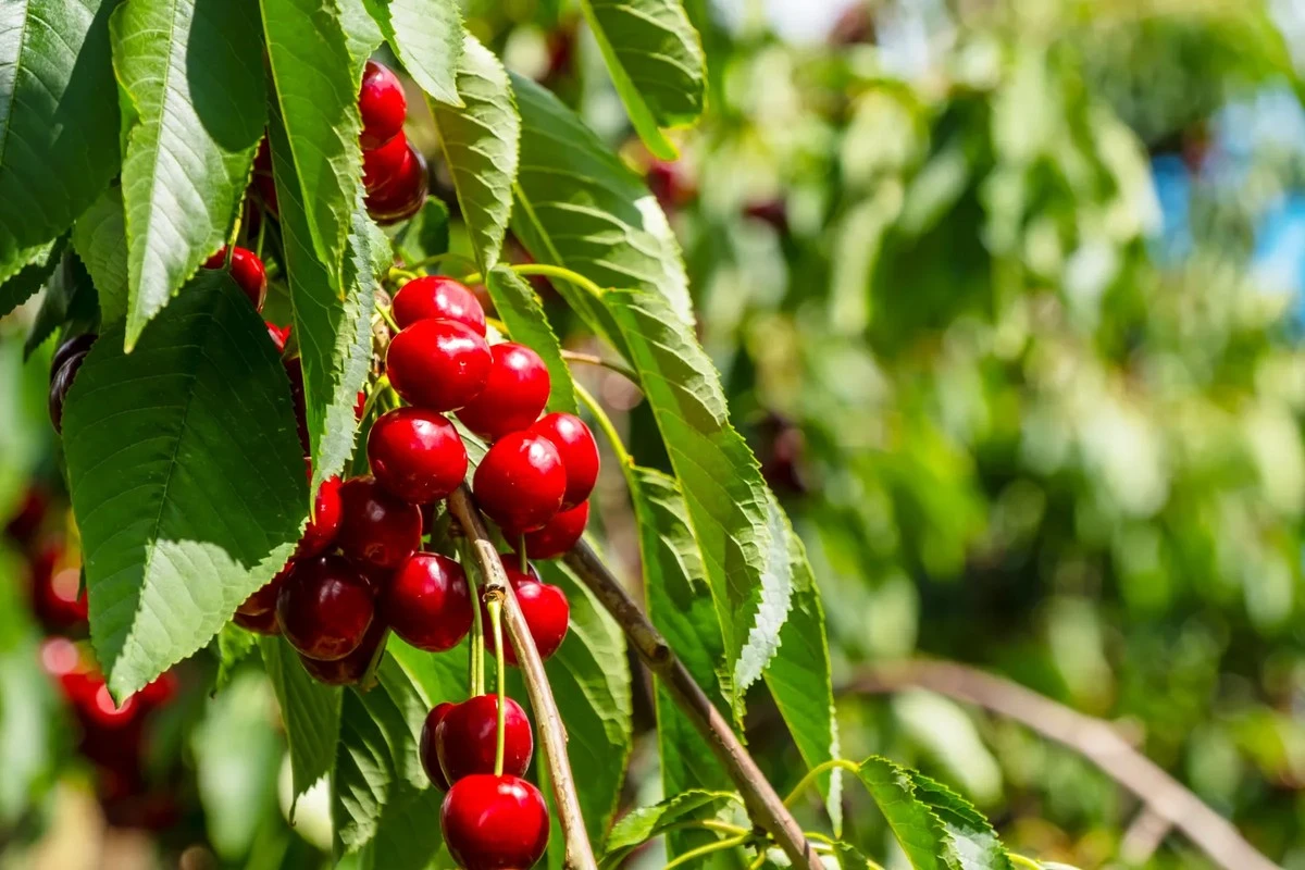 Por qué la ubicación de tu cerezo importa más de lo que crees para una cosecha abundante