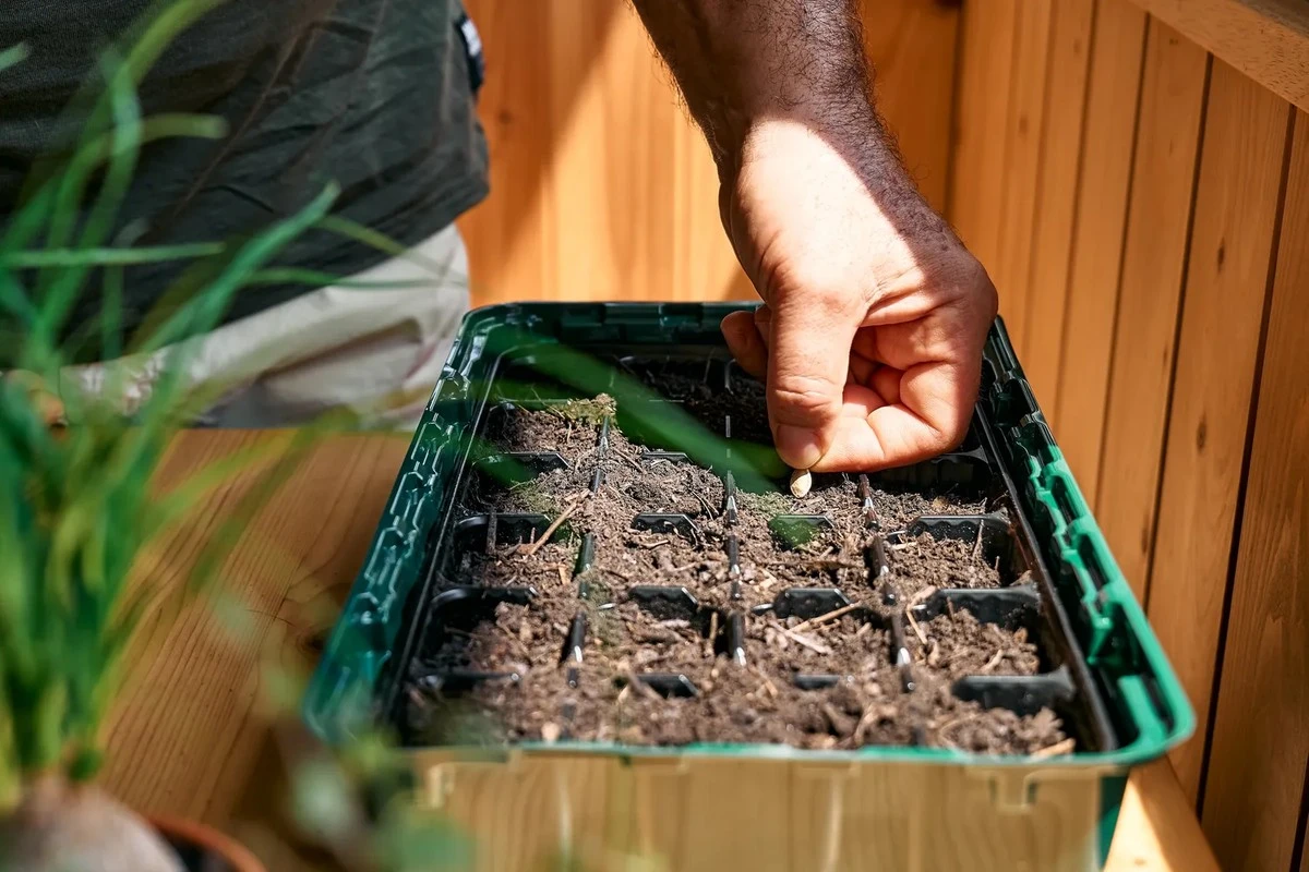 Siembra de febrero: el truco más inteligente del jardinero para una cosecha abundante en verano