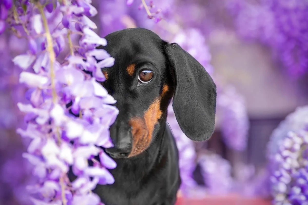 La primavera que cambia vidas llega para Aries: El universo te tiene en sus manos