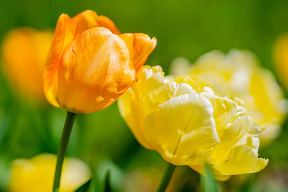 El deshielo invernal está aquí: después de las heladas del fin de semana, llega un calentamiento repentino