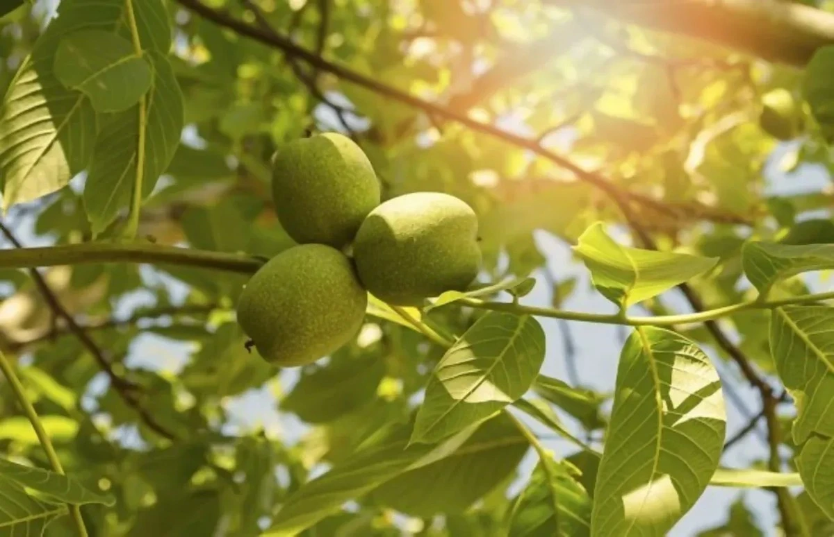 El nogal cerca de tu casa: ¿una bomba de tiempo para los cimientos? Los expertos explican los errores que cuestan más