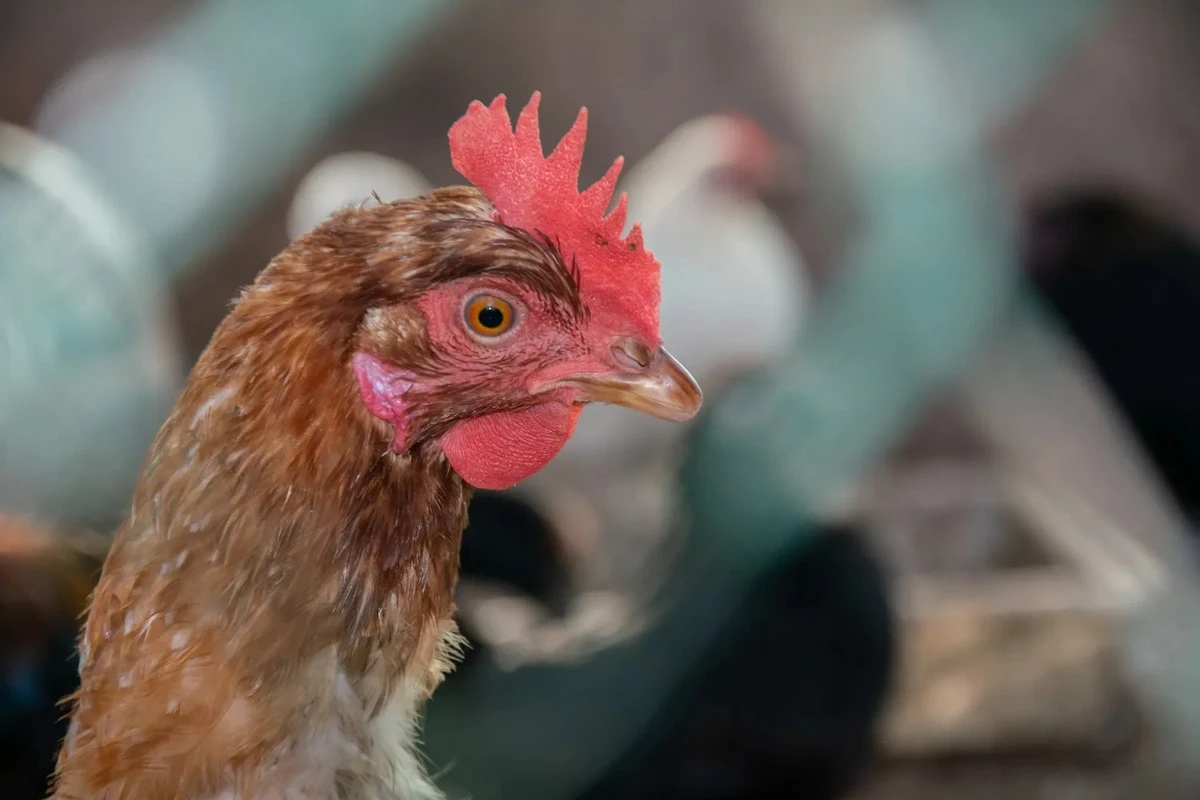 Viruela aviar resurgió tras 30 años: Alemania en cuarentena por enfermedad mortal