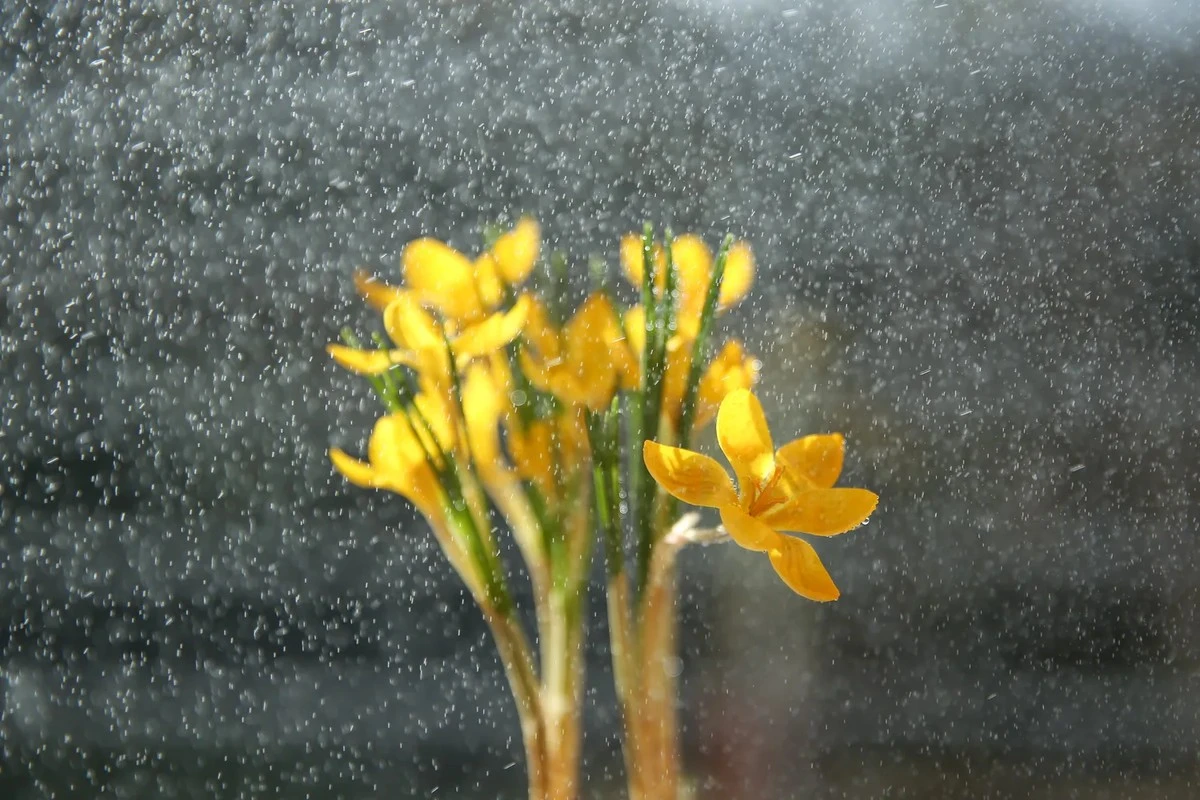 Viernes Santo: ¿lluvia augura un verano seco en Lituania? La sabiduría popular frente a la ciencia