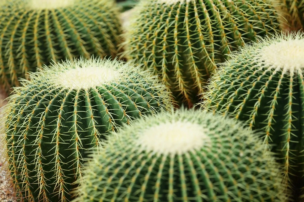 El cáncer silencioso del cactus: señales que esconden la pudrición y pueden costarte tu planta
