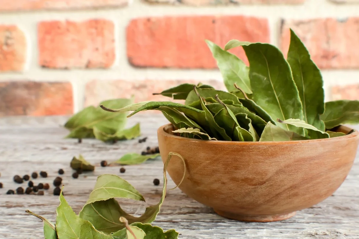 Laurel: el secreto de las plantas espectaculares que no conocías