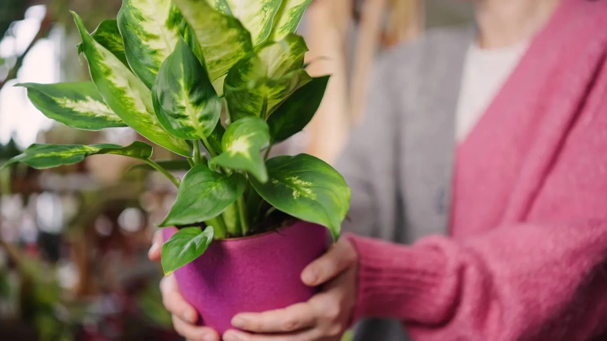 ¿Tu Difenbaquia se muere? 5 errores de cuidado que arruinan sus hojas (y cómo salvarla)