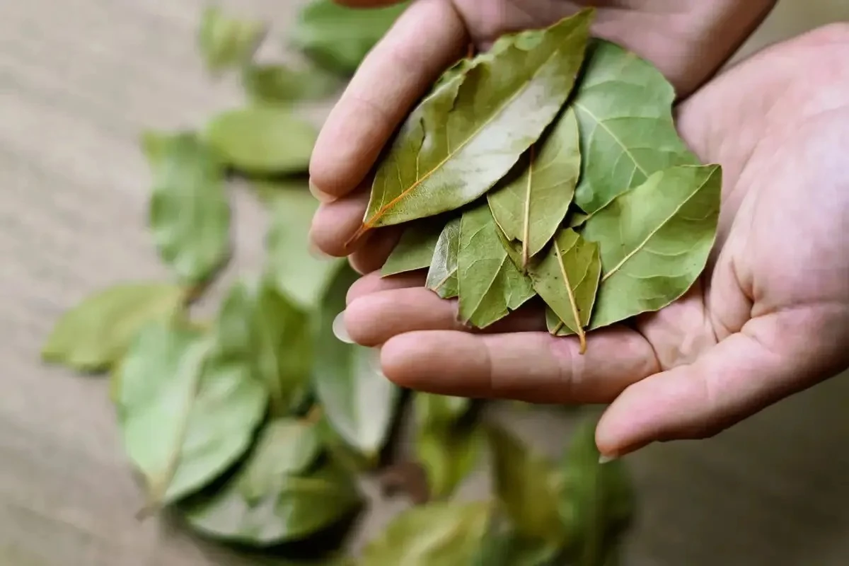 Hoja de laurel y medias viejas: el truco casero que elimina olores en tu baño