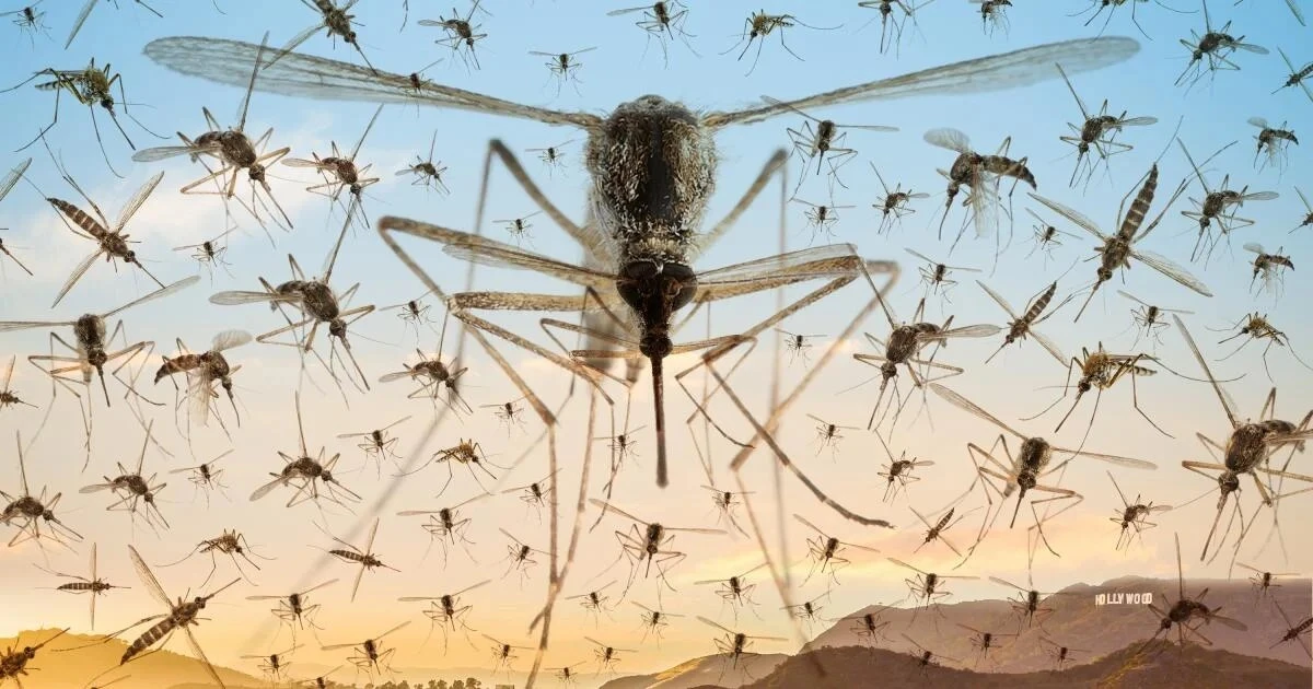 Por qué los mosquitos te atacan sin piedad (y a otros los ignoran): los biólogos revelan el misterio.