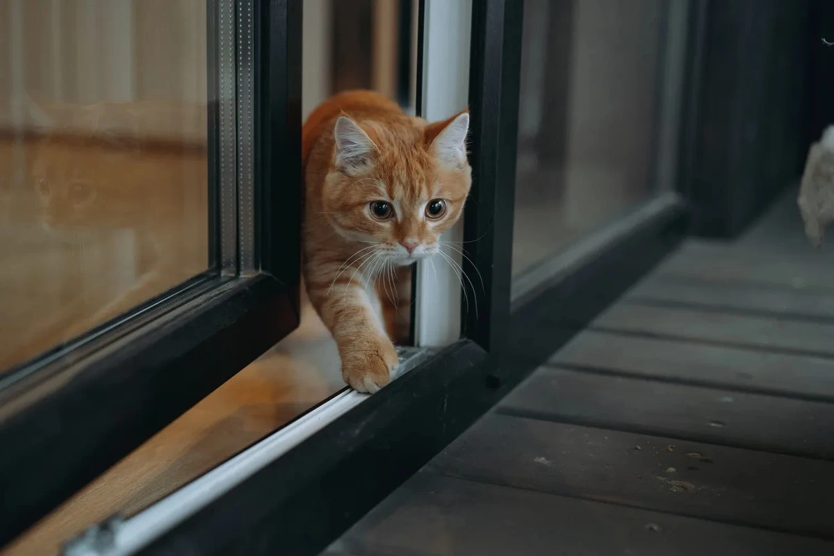 3 Pequeños Gestos que Tu Gato NO Perdona (y Arruinan Vuestra Relación)