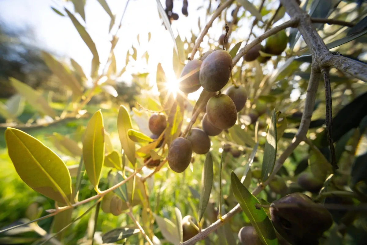 La dosis secreta de aceite de oliva que tu corazón agradecerá