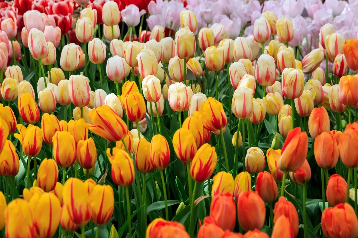 3 errores fatales de los jardineros que impiden a tus tulipanes florecer