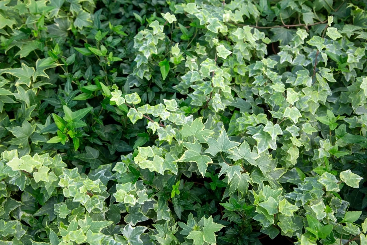 5 plantas hermosas pero peligrosas: las que debes evitar plantar en tu jardín